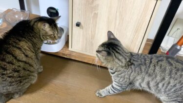 子猫が凶暴先住猫のご飯を奪おうとした結果…【てん動画】