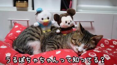 うるぽちゃちゃんって知ってる？ミッキーとドナルドが超可愛いぬいぐるみに☆猫にも乗せれる安定感！すごいところに乗っちゃいます【ディズニーストア購入品紹介】