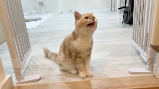 ちょっとでも兄と離れるだけで大泣きしちゃう子猫がこちらです…【もちまる日記】