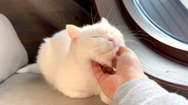 新しいソファで日光浴したら猫がとけました…。【ポムさんとしまちゃん / ねこべや】