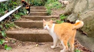バス停にいた猫に導かれて階段を上るとそこには大きな猫たちの家があった【感動猫動画】