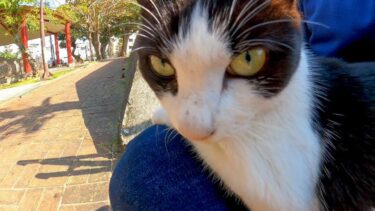 塀の上で寝ていた野良猫、近づくとモフられに降りてきた【感動猫動画】