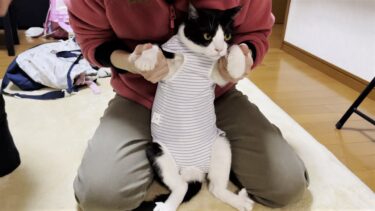 術後服を着たら超かわいい転がり方をする猫【ひのき猫】