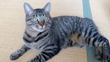 筋肉質な子猫と遊んでいたらいきなり襲いかかってきた…【てん動画】