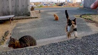 猫島の猫ちゃんたちモフられに集まってきた【感動猫動画】