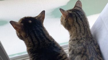 生まれて初めて雪をみた子猫の反応が…【てん動画】