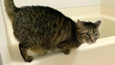 お風呂場を覗きにくる凶暴猫に触ったら噛みつかれました…【てん動画】