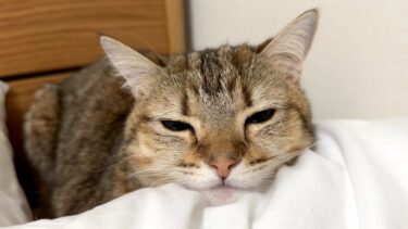 しまちゃんがまた体調不良になったのでとても心配です…。【ポムさんとしまちゃん / ねこべや】
