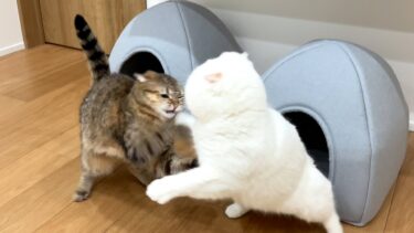 猫ベッドを２つ買ったのになんでそうなるの！！？？【ポムさんとしまちゃん / ねこべや】