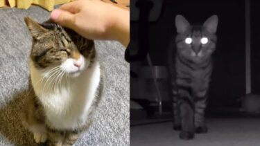 おやつを貰う実家猫とお留守番中に激怒する凶暴子猫【てん動画】