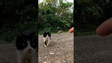林道猫はちょいビビり【感動猫動画】