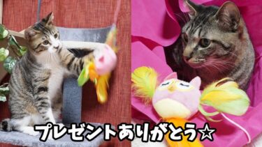 新しいおもちゃをもらった猫たちの反応は？かわいいフクロウのねこじゃらし仲良く遊びます🎵プレゼントの袋も大人気ｗ 【リキちゃんねる　猫動画】 キジトラ 猫のいる暮らし・FAD+フェザーワンド