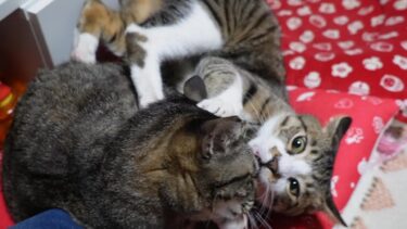 近い！飼い主のめっちゃ傍で静かなる戦いを始める猫達☆取っ組み合いの喧嘩なのかグルーミングなのか命を狙ってるか・・【リキちゃんねる　猫動画】 キジトラ 猫のいる暮らし