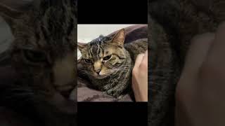 凶暴猫のあごを撫でた結果…【てん動画】