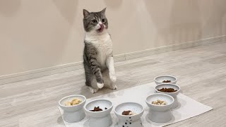 大好きなおやつを食べ放題にしてみたら猫が大喜びでこうなっちゃいました…笑【もちまる日記】