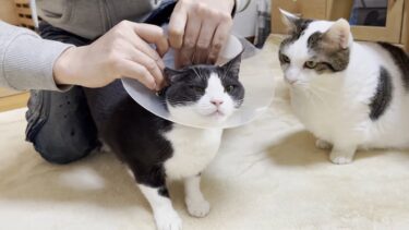猫用コタツが原因で低温火傷と診断された猫【ひのき猫】