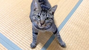 子猫をずっと無視し続けたら大激怒して襲いかかってきた…【てん動画】