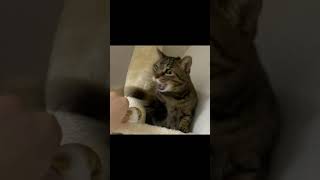 ハムスターを見せるとなぜが俺を殺しにくる凶暴猫【てん動画】
