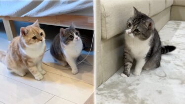 久しぶりに弟妹の様子を見せたら兄猫がこうなりました…笑【もちまる日記】