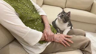 半年ぶりに大好きなおばあちゃんに会ったら猫がこうなっちゃいました…笑【もちまる日記】