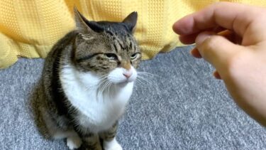 帰省して実家猫を触ろうとした結果…【てん動画】