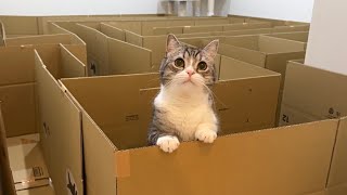 家中を迷路にしてみたら猫のリアクションが100点すぎましたwww【もちまる日記】