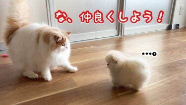 勇気を出して猫から子犬に仲良くしよう！とアピールをした結果こうなったw【猫のレモンちゃんねる】