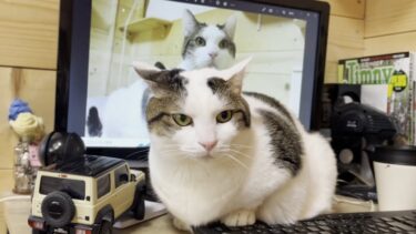 肩に乗り続けると椅子を譲ってくれることを覚えた猫【ひのき猫】