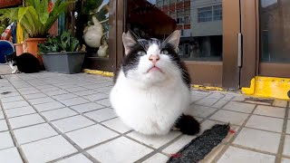 開店待ちの猫【感動猫動画】