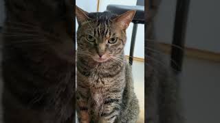 凶暴猫に触れようとしたら…【てん動画】