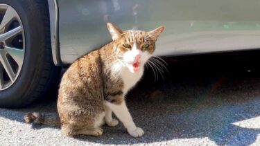 路上でガラガラ声のよく喋る猫と出会った【感動猫動画】