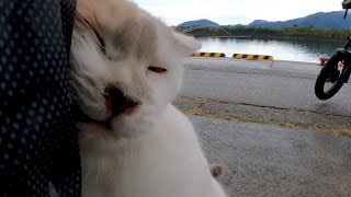 漁港の猫カワイイ【感動猫動画】