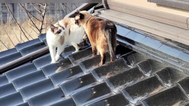屋根へ出かけて行ったペポをシャムエが心配して呼びに行ったら戻って来た【CuteWoo】
