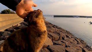 猫撫でられに防波堤に上ってきた【感動猫動画】