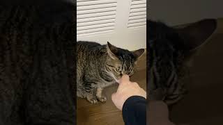 凶暴猫の前に手を近づけた結果…【てん動画】