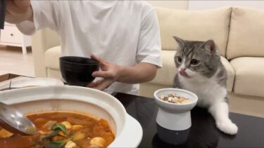 猫と一緒にこたつで鍋パーティーしたら幸せすぎました…笑【もちまる日記】
