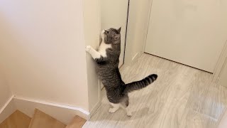 トイレに行くたびに寂しがり屋な猫がこうなるので困っています…【もちまる日記】