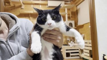 慣れていないお父さんに次々と顔を拭かれる猫たち【ひのき猫】