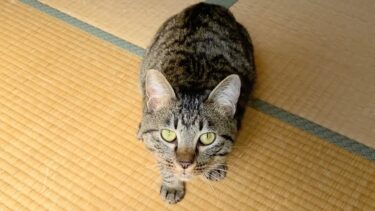子猫がいきなり顔面に飛びかかってきて俺を殺しにきた…【てん動画】