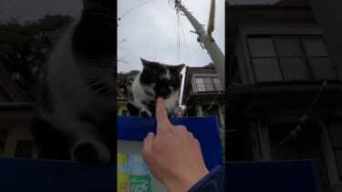 自販機の上に猫 #shorts【感動猫動画】