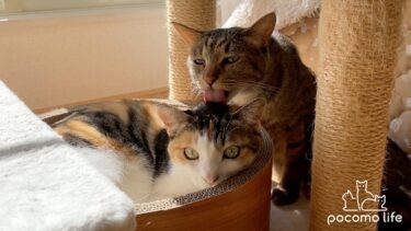 猫と日向ぼっこで癒しのひと時いかがですか？【ぽてとチャンネル】