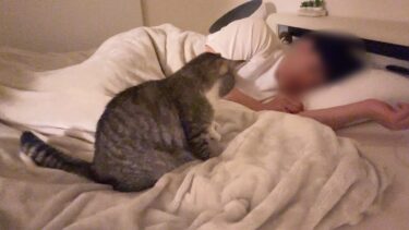 寝てる間に猫が何してるのか隠し撮りしてみたらこうなってました…笑【もちまる日記】