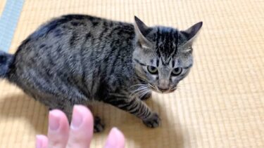 子猫と遊んでいたら凶暴化して襲いかかってきた…【てん動画】