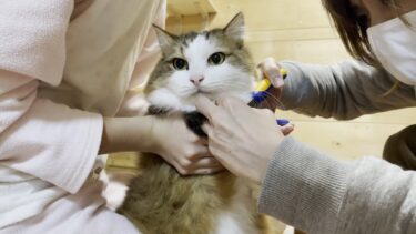 現行犯で取り押さえられるように爪を切られる猫【ひのき猫】