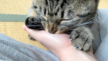 子猫が久しぶりにちゅぱちゅぱして甘えてきた！！【てん動画】