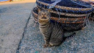 猫島にいたキジトラ猫、撫でるとゴロンと転がって喜んだ【感動猫動画】