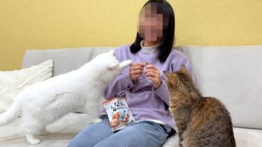 人間用のカリカリを食べようとしたら猫が集まってきた…笑【ポムさんとしまちゃん / ねこべや】