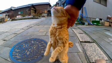駐車場にいた野良猫がモフられに寄ってきた【感動猫動画】