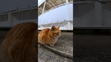 フェリー乗り場のタラップには猫がいて楽しい#shorts【感動猫動画】