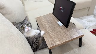 トムとジェリーを見てたら充電切れになっちゃった瞬間の猫の反応がかわいすぎた…【もちまる日記】